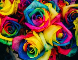 flores dando destaque a psicologia das cores